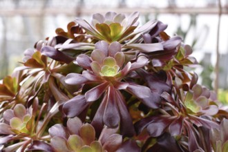 'Aeonium Arboreum' succulent with green dark purple leaves
