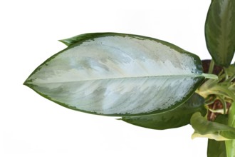 Silver leaf of Aglaonema Silverado Chinese Evergreen houseplant on white background