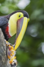 Chestnut-mandibled Toucan (Ramphastos swainsonii) feeding on a smaller bird, Sarapiqui, Costa Rica,