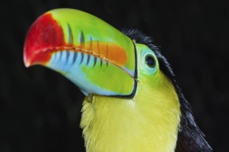 Keel-billed toucan (Ramphastos sulfuratus), Costa Rica, Central America