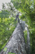 Man rappelling down tree, Costa Rica, Central America