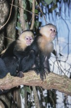 White-faced capuchin monkeys (Cebus capucinus) in rainforest, Manuel Antonio National Park,