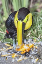 Chestnut-mandibled Toucan (Ramphastos swainsonii) feeding on a smaller bird, Sarapiqui, Costa Rica,