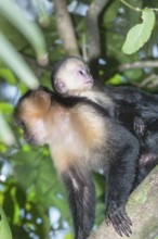 White-faced capuchin monkey (Cebus capucinus) carries her young on her back, Manuel Antonio