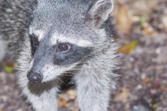 Northern Racoon (Procyon lotor), Manuel Antonio National Park, Puntarenas Province, Costa Rica