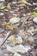 Common basilisk (basiliscus basiliscus) in rainforest, Manuel Antonio National Park, Quepos,