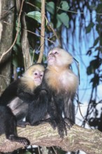 White-faced capuchin monkeys (Cebus capucinus) in rainforest, Manuel Antonio National Park,