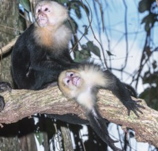White-faced capuchin monkeys (Cebus capucinus) in rainforest, Manuel Antonio National Park,