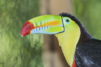 Keel-billed toucan (Ramphastos sulfuratus), Costa Rica, Central America