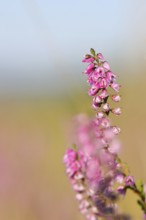 Flowering heather (Calluna vulgaris), heather, Trupacher Heide nature reserve, Siegen, North