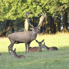 Red deer (Cervus elaphus) in rutting season, capital stag with hinds in a forest clearing, animal
