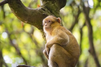 A young monkey sits thoughtfully on a tree trunk, surrounded by a green background, Affenberg