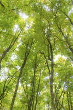 A view into the dense, green forest with light shining through the leaves, Affenberg Salem, Lake