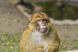 Close-up of a monkey with a serious expression on its face in nature, Affenberg Salem, Lake