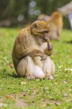 A monkey sits on the grass and nibbles on a blade of grass, Affenberg Salem, Lake Constance