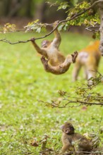 A young monkey jumps joyfully hanging from a branch in a tree, Affenberg Salem, Lake Constance