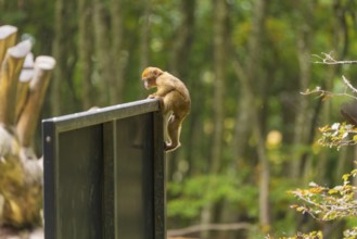 A monkey climbs on a sign in the forest, surrounded by trees, in a playful pose, Affenberg Salem,