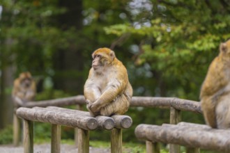 Monkey sitting relaxed on a wooden railing, surrounded by green, wooded background, Affenberg