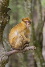 Monkey sitting thoughtfully on a tree trunk with a forest background, in natural surroundings,