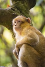 A monkey sits on a tree and looks lost in thought into the distance, surrounded by nature,