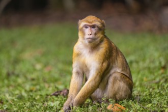 Affenafse sitting on a grassy area with a thoughtful expression and a blurred background, Affenberg