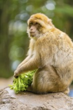 A monkey sits and holds leafy vegetables, surrounded by natural landscape, Affenberg Salem, Lake