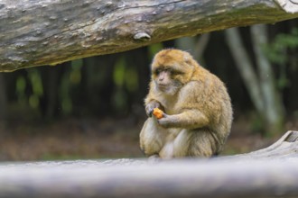 A monkey sits on a tree trunk and eats something in the forest, Affenberg Salem, Lake Constance