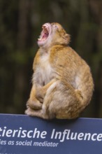 A monkey sits on a sign and yawns in the forest, Affenberg Salem, Lake Constance district, Germany