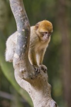 A monkey concentrates on a branch in the forest, Affenberg Salem, Lake Constance district, Germany