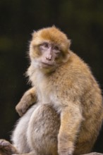 A pensive monkey sits and looks to the side in a natural environment, Affenberg Salem, Lake