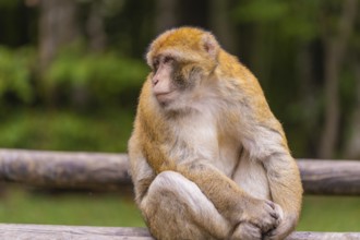 A monkey sits on wood and gazes into the distance in a natural environment, Affenberg Salem, Lake