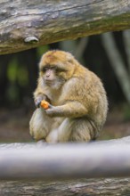 A monkey sits on a tree trunk and eats an orange-coloured fruit in a natural environment, Affenberg