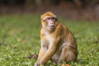 A monkey sits attentively in the grass of a natural environment, Affenberg Salem, Lake Constance