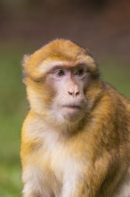 Close-up of a monkey whose face looks attentive, Affenberg Salem, Lake Constance district, Germany