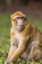 Sitting monkey with attentive gaze and detailed fur, Affenberg Salem, Lake Constance district,