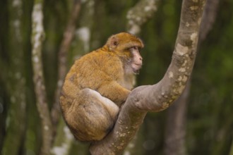 Monkey sitting on a branch, surrounded by forest in the background, Affenberg Salem, Lake Constance
