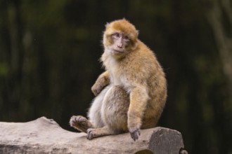 A monkey sits on a tree trunk and looks thoughtfully to the side, Affenberg Salem, Lake Constance