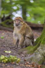 A monkey sits on the forest floor next to a tree in the greenery, Affenberg Salem, Lake Constance