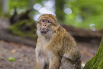 A monkey sits in the forest and looks thoughtfully into the camera, Affenberg Salem, Lake Constance