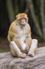 A monkey sits relaxed on a tree trunk in the forest, Affenberg Salem, Lake Constance district,