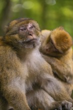 Two monkeys sitting together in the forest, one resting on the shoulder of the other, Affenberg