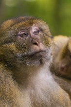A portrait of a pensive monkey in the forest, Affenberg Salem, Lake Constance district, Germany