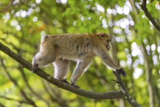 A monkey skilfully climbs a tree branch in the forest, Affenberg Salem, Lake Constance district,