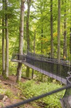 A long suspension bridge between tall trees in the green forest, Affenberg Salem, Lake Constance