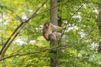 A sitting monkey gazes around dense trees, Affenberg Salem, Lake Constance district, Germany