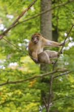 A monkey climbs on a branch in the green forest, Affenberg Salem, Lake Constance district, Germany