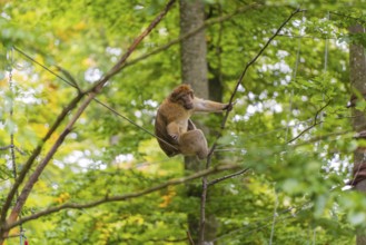 Monkey climbing on branches, surrounded by dense forest, Affenberg Salem, Lake Constance district,