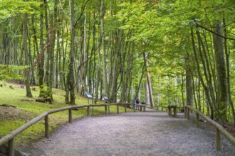 A quiet forest path lined with tall trees and a wooden railing, Affenberg Salem, Lake Constance