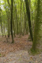 Dense forest with tall trees and autumnal ground cover, Affenberg Salem, Lake Constance district,