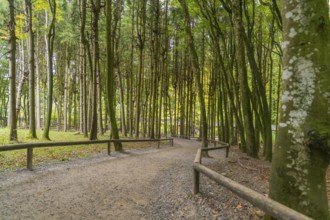 Forest path surrounded by tall, dense trees with autumnal colours, Affenberg Salem, Lake Constance